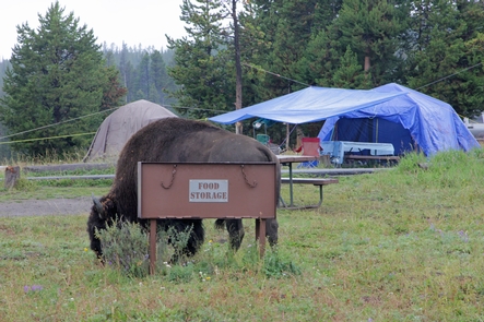 Bridge Bay Campground in Yellowstone National Park