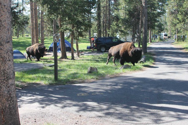 Bison in campground